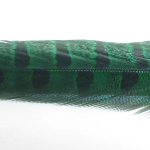 Ringneck Pheas Ctr Tl Prs